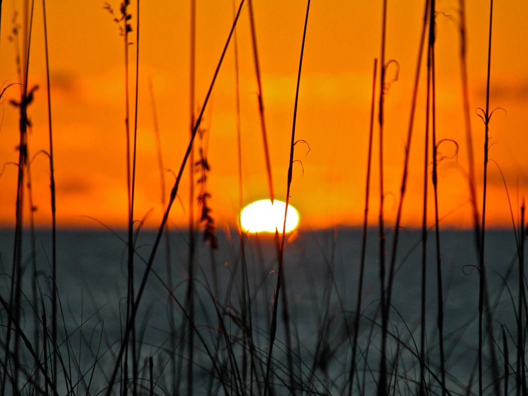 sunset in the reeds
