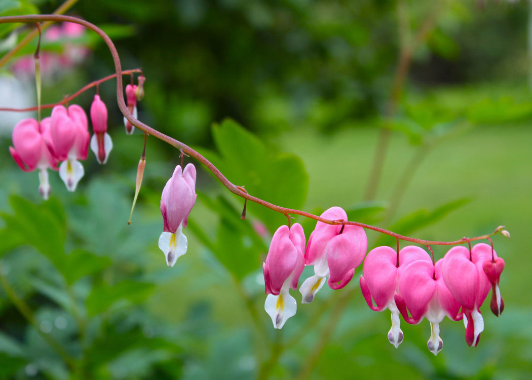 bleeding hearts in the spring