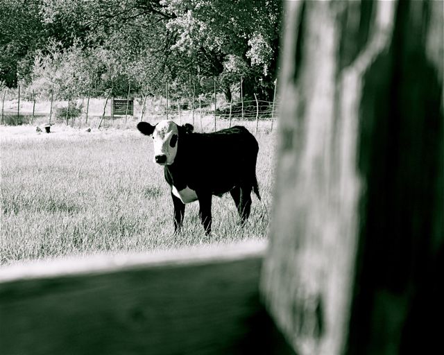 Cow in a pasture